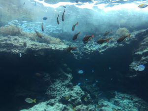 Okinawa171124 - (4) Churaumi Aquarium - 41