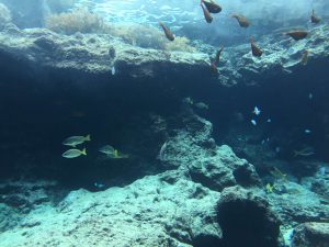 Okinawa171124 - (4) Churaumi Aquarium - 42