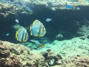 Okinawa171124 - (4) Churaumi Aquarium - 43