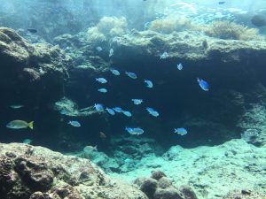 Okinawa171124 - (4) Churaumi Aquarium - 44