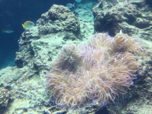 Okinawa171124 - (4) Churaumi Aquarium - 45