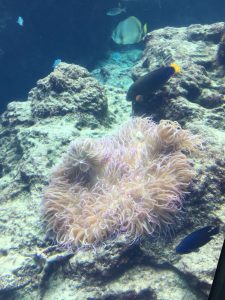 Okinawa171124 - (4) Churaumi Aquarium - 48