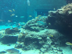 Okinawa171124 - (4) Churaumi Aquarium - 50