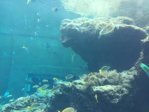 Okinawa171124 - (4) Churaumi Aquarium - 51