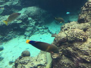 Okinawa171124 - (4) Churaumi Aquarium - 52