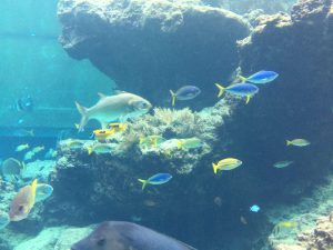 Okinawa171124 - (4) Churaumi Aquarium - 53