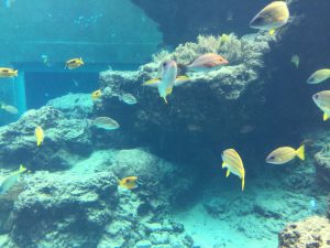Okinawa171124 - (4) Churaumi Aquarium - 54
