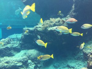 Okinawa171124 - (4) Churaumi Aquarium - 55
