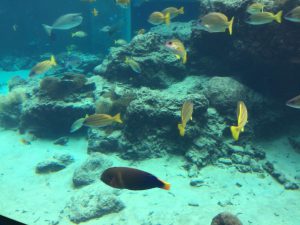 Okinawa171124 - (4) Churaumi Aquarium - 56