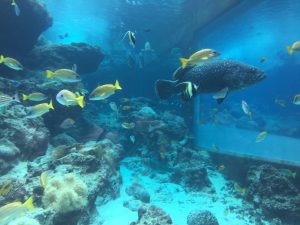 Okinawa171124 - (4) Churaumi Aquarium - 57