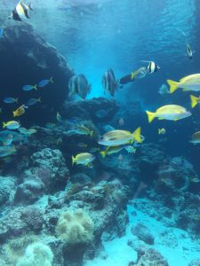 Okinawa171124 - (4) Churaumi Aquarium - 58