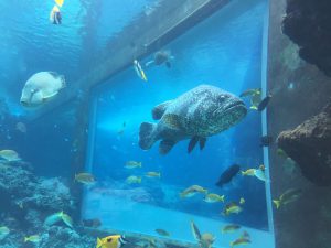 Okinawa171124 - (4) Churaumi Aquarium - 59