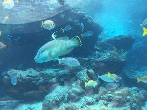 Okinawa171124 - (4) Churaumi Aquarium - 62