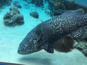 Okinawa171124 - (4) Churaumi Aquarium - 63