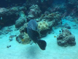 Okinawa171124 - (4) Churaumi Aquarium - 65