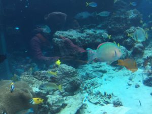 Okinawa171124 - (4) Churaumi Aquarium - 66