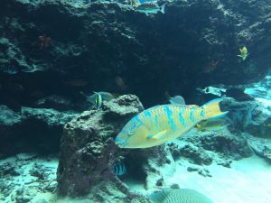 Okinawa171124 - (4) Churaumi Aquarium - 67