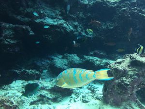 Okinawa171124 - (4) Churaumi Aquarium - 68