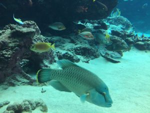 Okinawa171124 - (4) Churaumi Aquarium - 69
