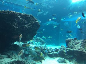 Okinawa171124 - (4) Churaumi Aquarium - 70