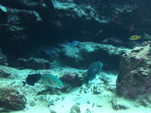 Okinawa171124 - (4) Churaumi Aquarium - 71