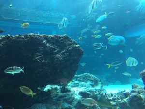 Okinawa171124 - (4) Churaumi Aquarium - 72