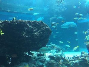 Okinawa171124 - (4) Churaumi Aquarium - 73