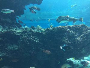 Okinawa171124 - (4) Churaumi Aquarium - 74