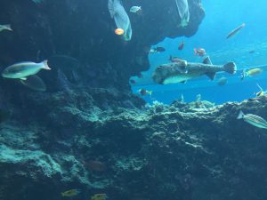 Okinawa171124 - (4) Churaumi Aquarium - 75