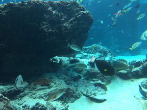 Okinawa171124 - (4) Churaumi Aquarium - 76