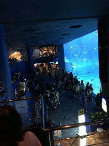 Okinawa171124 - (4) Churaumi Aquarium - 77