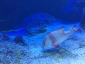 Okinawa171124 - (4) Churaumi Aquarium - 78