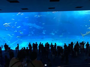 Okinawa171124 - (4) Churaumi Aquarium - 79