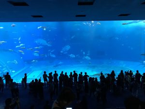 Okinawa171124 - (4) Churaumi Aquarium - 81