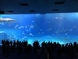 Okinawa171124 - (4) Churaumi Aquarium - 82