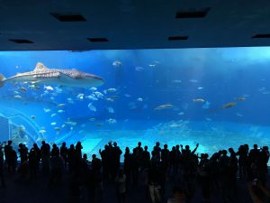 Okinawa171124 - (4) Churaumi Aquarium - 84