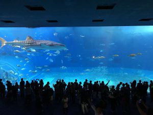 Okinawa171124 - (4) Churaumi Aquarium - 85