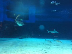 Okinawa171124 - (4) Churaumi Aquarium - 86