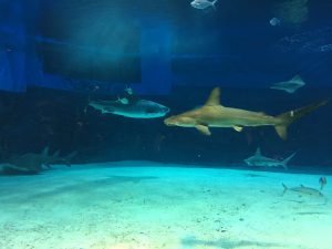Okinawa171124 - (4) Churaumi Aquarium - 87