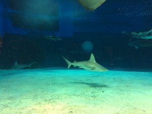 Okinawa171124 - (4) Churaumi Aquarium - 88
