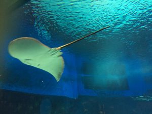 Okinawa171124 - (4) Churaumi Aquarium - 89