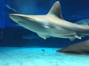 Okinawa171124 - (4) Churaumi Aquarium - 90