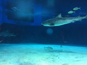 Okinawa171124 - (4) Churaumi Aquarium - 91