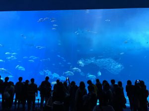 Okinawa171124 - (4) Churaumi Aquarium - 92