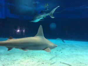 Okinawa171124 - (4) Churaumi Aquarium - 94