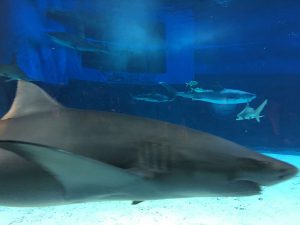 Okinawa171124 - (4) Churaumi Aquarium - 95