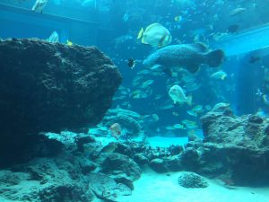 Okinawa171124 - (4) Churaumi Aquarium - 96