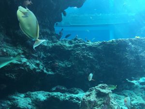 Okinawa171124 - (4) Churaumi Aquarium - 97
