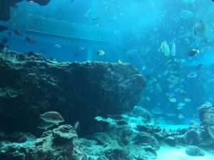 Okinawa171124 - (4) Churaumi Aquarium - 98