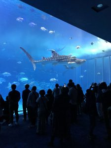 Okinawa171124 - (4) Churaumi Aquarium - 99